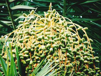 Close-up of fresh green plant