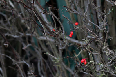 Red berries on tree