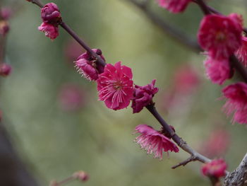 Close-up of pink cherry blossoms in spring