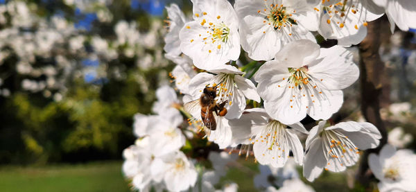 Close-up of bee on white flower