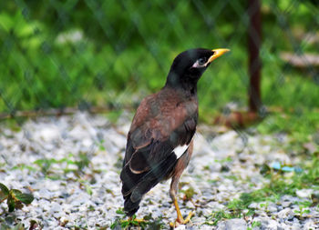 Close-up of bird perching on a field