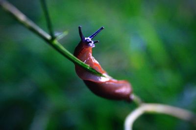 Close-up of slug on twig