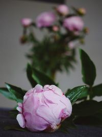 Close-up of pink rose flower