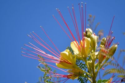 Low angle view of flowers