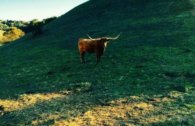 Cows on field