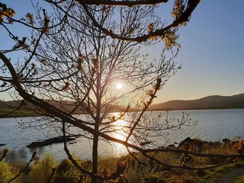 Bare tree by lake against sky during sunset