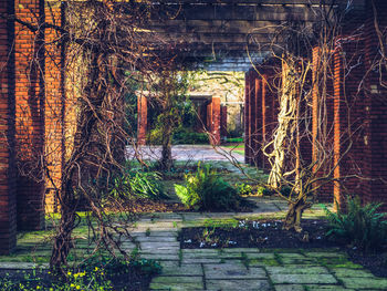 Narrow walkway along trees