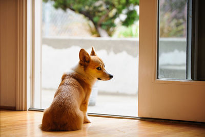 Rear view of pembroke welsh corgi sitting at doorway