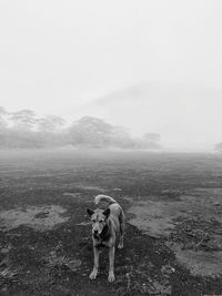 Dog standing on a land