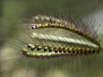 Close-up of caterpillar