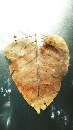 Close-up of wooden object