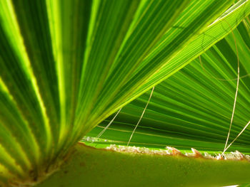 Close-up of plants