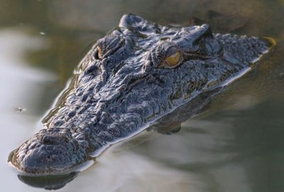 Close-up of turtle swimming in water
