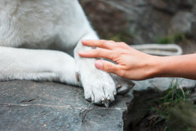 Close-up of hand touching cat