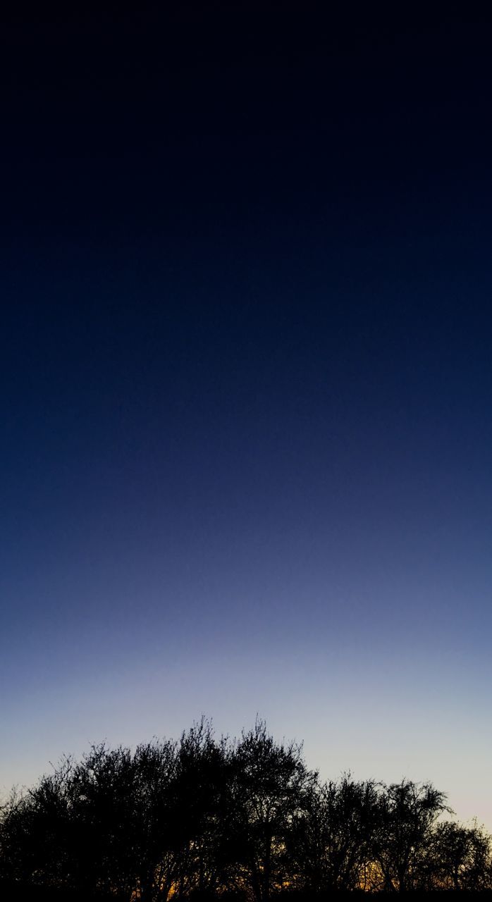 LOW ANGLE VIEW OF SILHOUETTE TREES AGAINST BLUE SKY