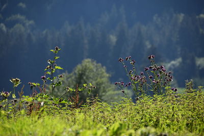 Close-up of flowering plants on field against sky