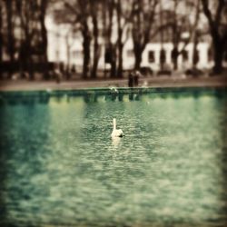 View of birds in lake