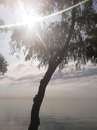 Silhouette tree against sea against sky