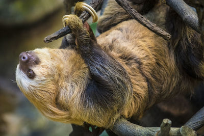 Close-up of sloth