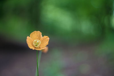 Close-up of flowering plant