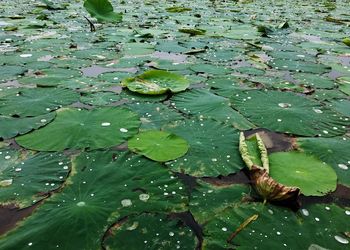 High angle view of lotus water lily in pond