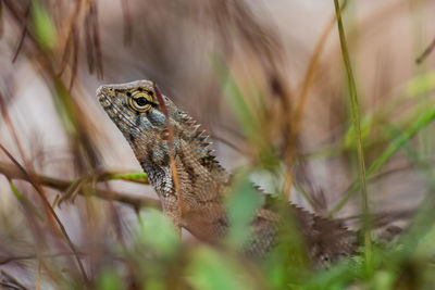 Close-up of lizard