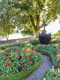 Plants and trees in park