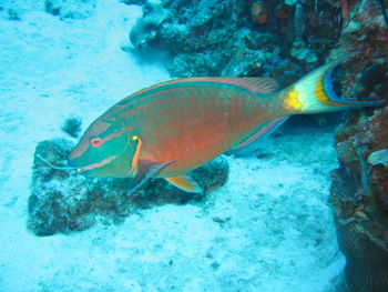 Close-up of fish swimming in sea