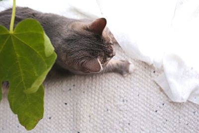 High angle view of cat relaxing