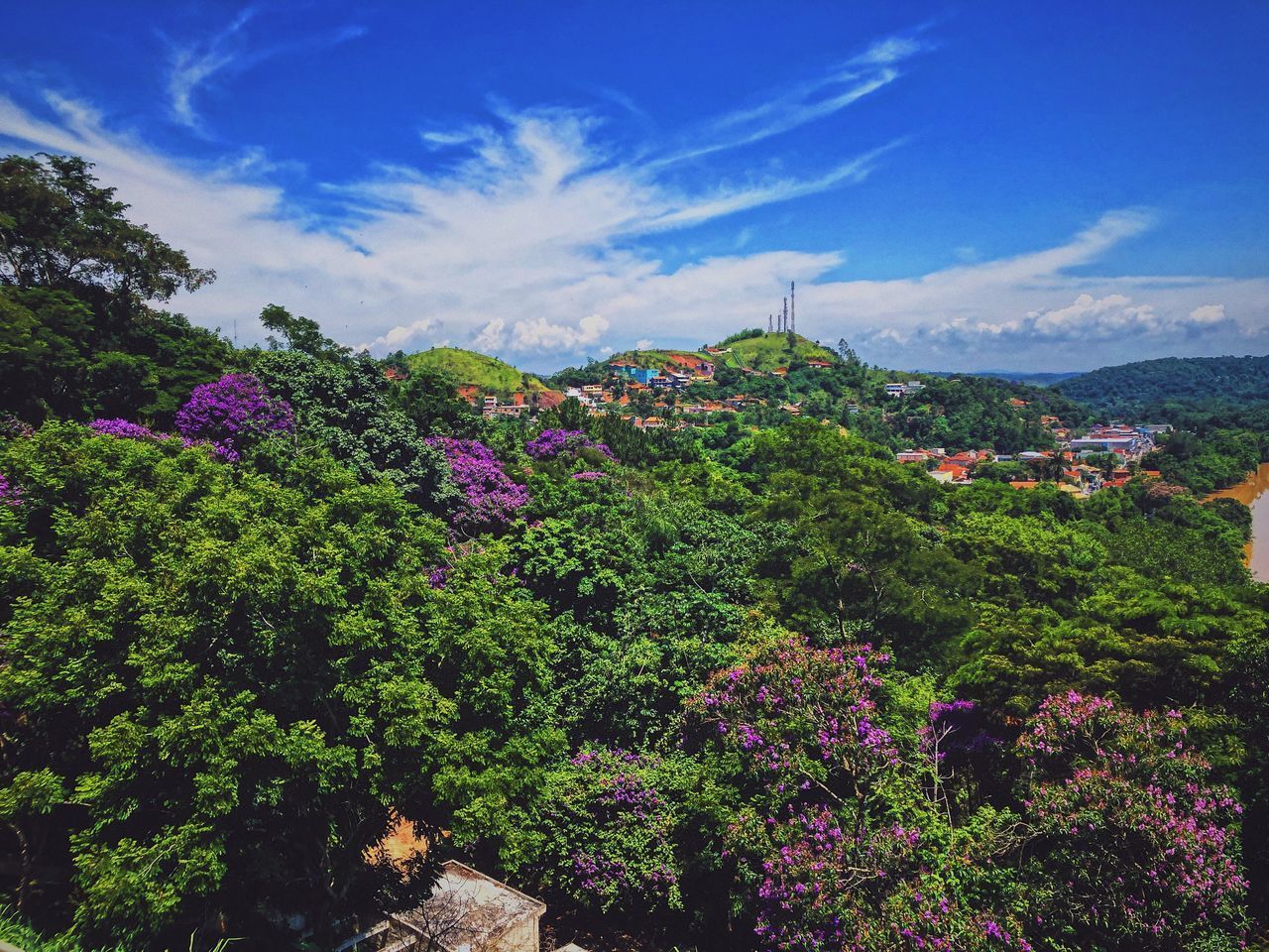 SCENIC VIEW OF FLOWERING PLANTS AGAINST CLOUDY SKY