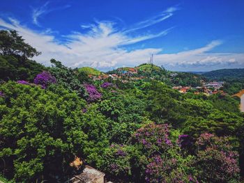 Scenic view of flowering plants against blue sky