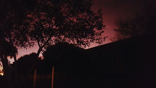 View of trees at night