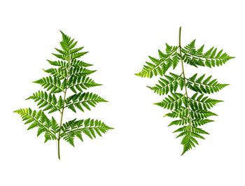 Close-up of leaves against white background