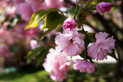 Close-up of pink flowers