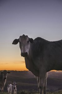 Portrait of cow standing on field against sky during sunset