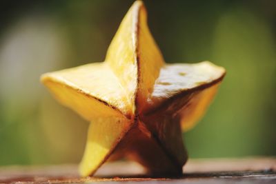 Close-up of orange fruit