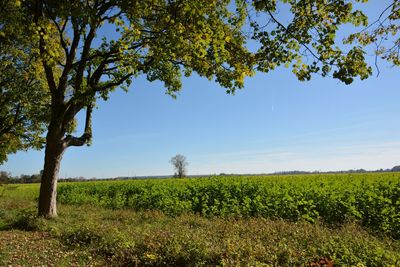 Scenic view of field against clear sky