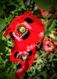 Close-up of red poppy