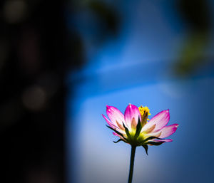 Close-up of pink flowers