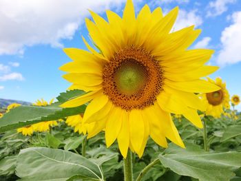 Close-up of fresh sunflower blooming on field against sky