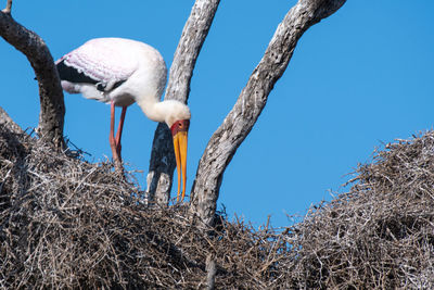 Low angle view of birds in nest against sky
