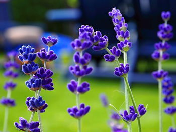 Close-up of purple flowering plants