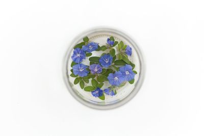 High angle view of purple flowering plants against white background