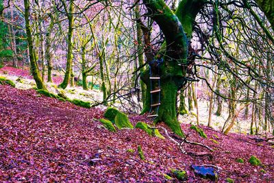 Trees in forest during autumn