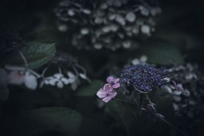 Close-up of purple flowering plant