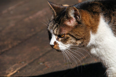 Close-up of a cat looking away