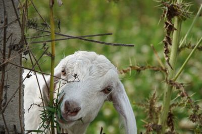 Close-up of a sheep