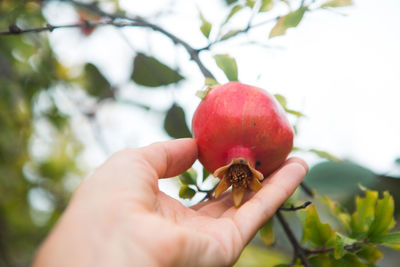 Close-up of hand holding fruit