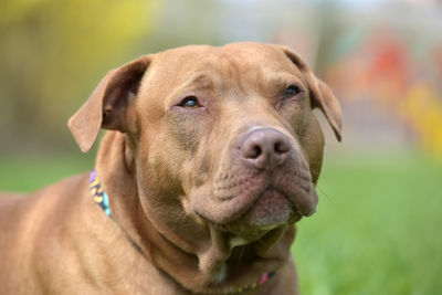 Close-up portrait of a dog