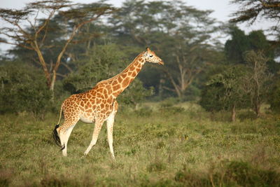 Giraffe standing on field